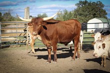 BC Red Elvis