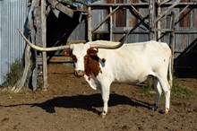 M ARROW KELLY'S EMPRESS