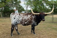 IPR BURGUNDIE SPLASH