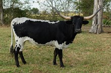 BC Shooana Van Horne