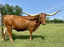 LC RUBY SPURS